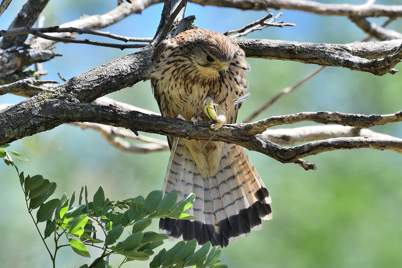 Turmfalke mit Heuschrecke