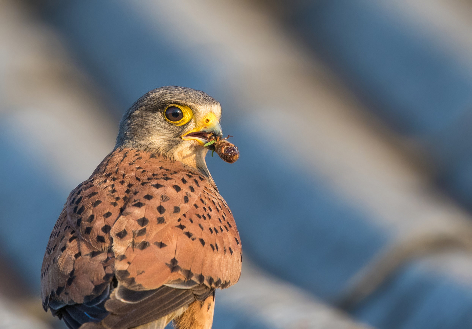 Turmfalke mit Junikäfer