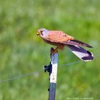 Turmfalke mit kurzer Zwischenlandung