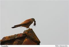 Turmfalke mit Mäuschen