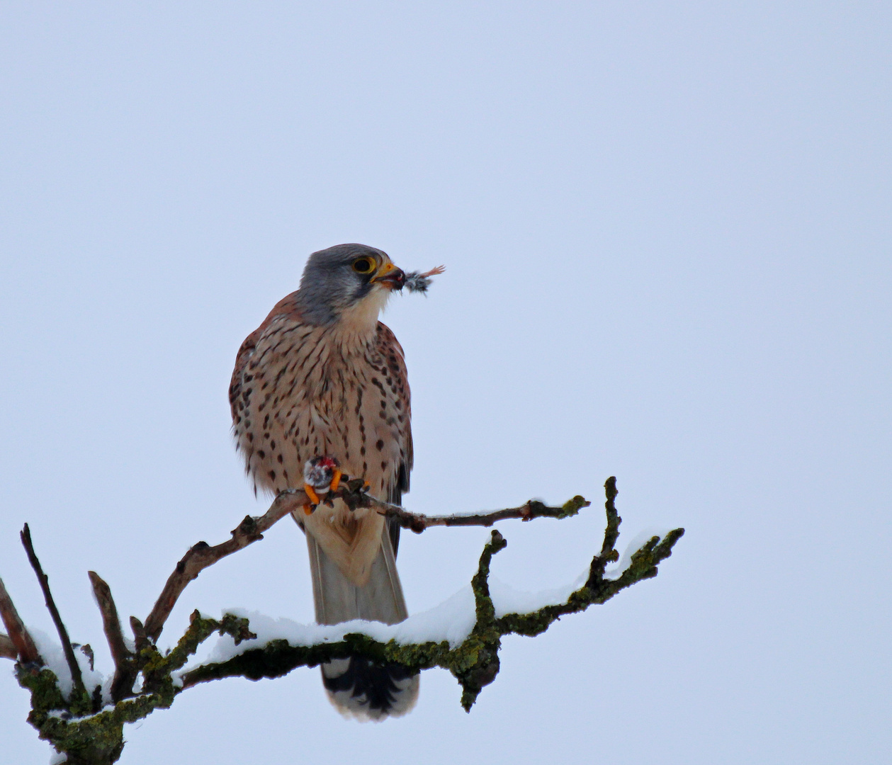 Turmfalke mit Mäusebein