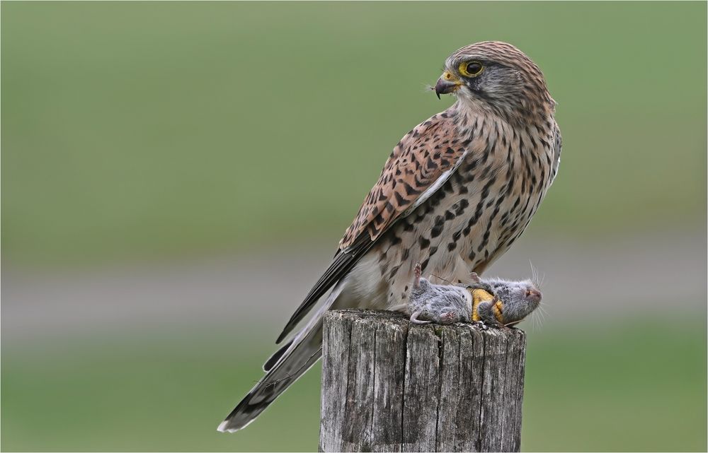 Turmfalke mit Maus