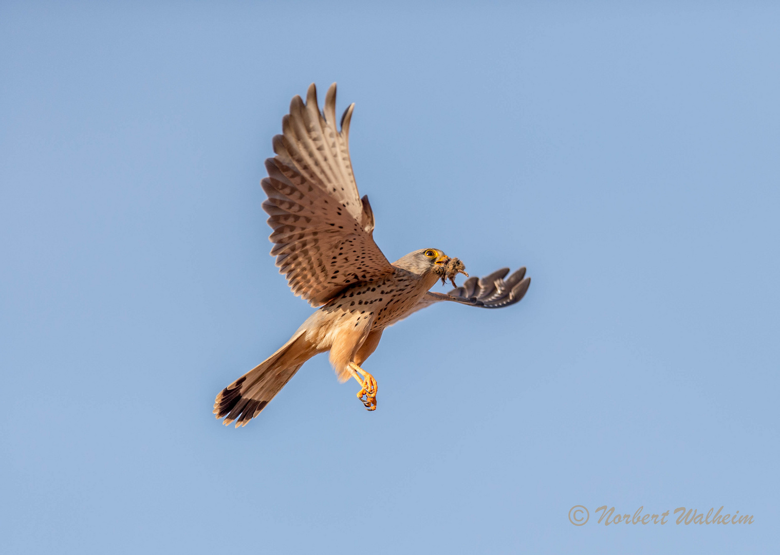 Turmfalke mit Maus