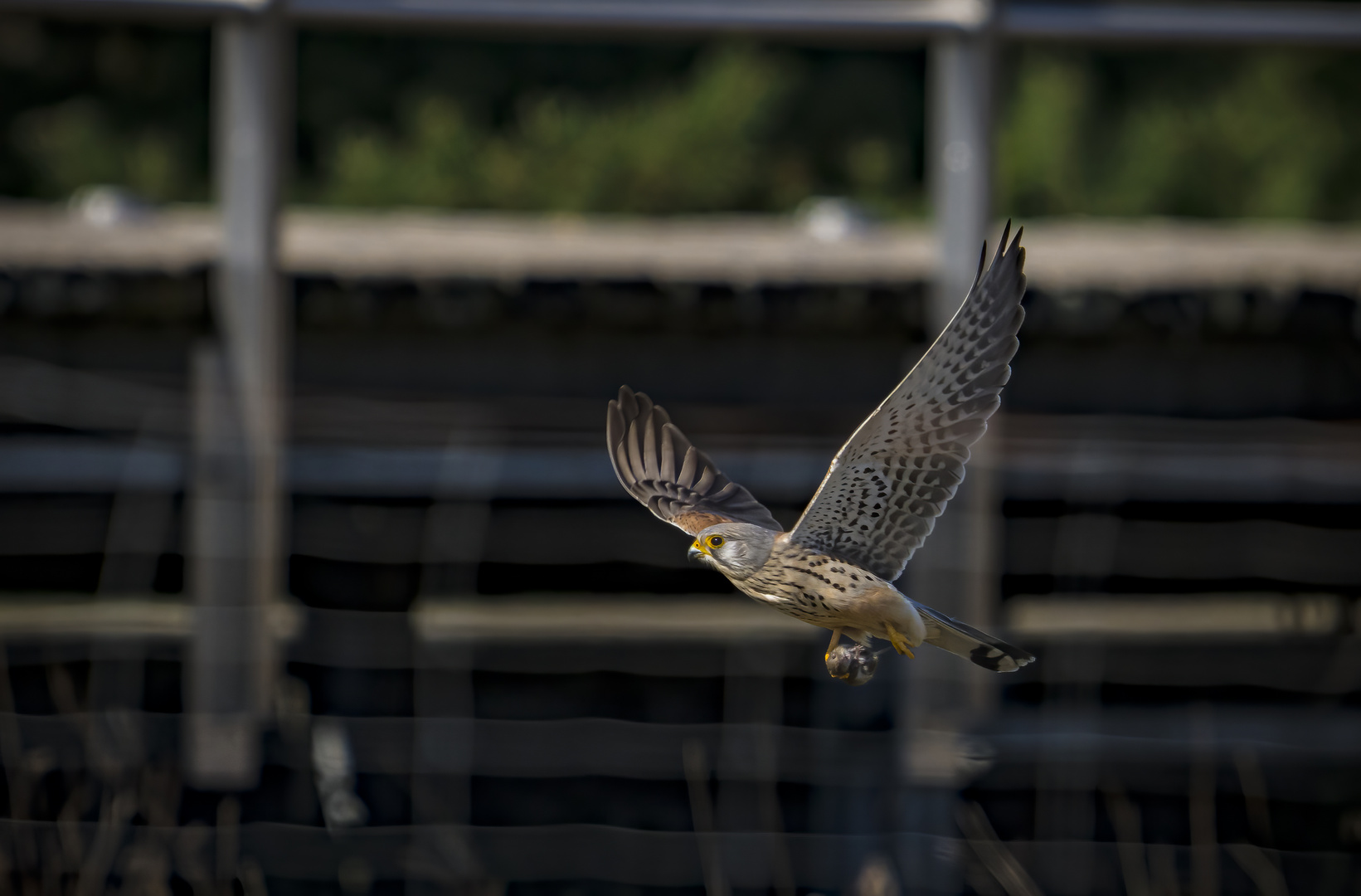 Turmfalke mit Maus