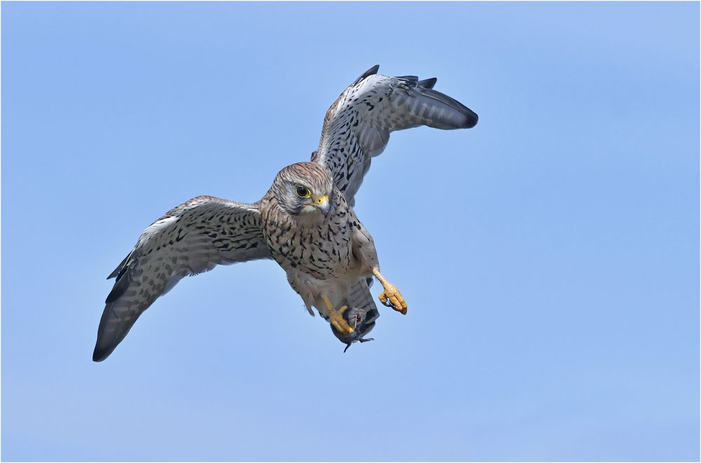 Turmfalke mit Maus