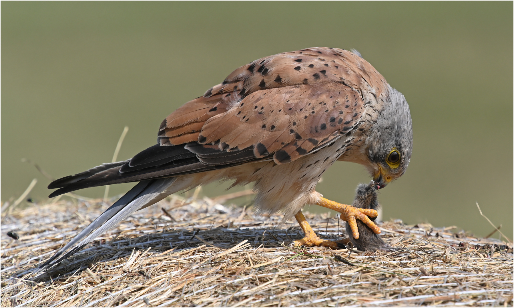 Turmfalke mit Maus