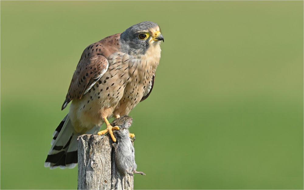 Turmfalke mit Maus