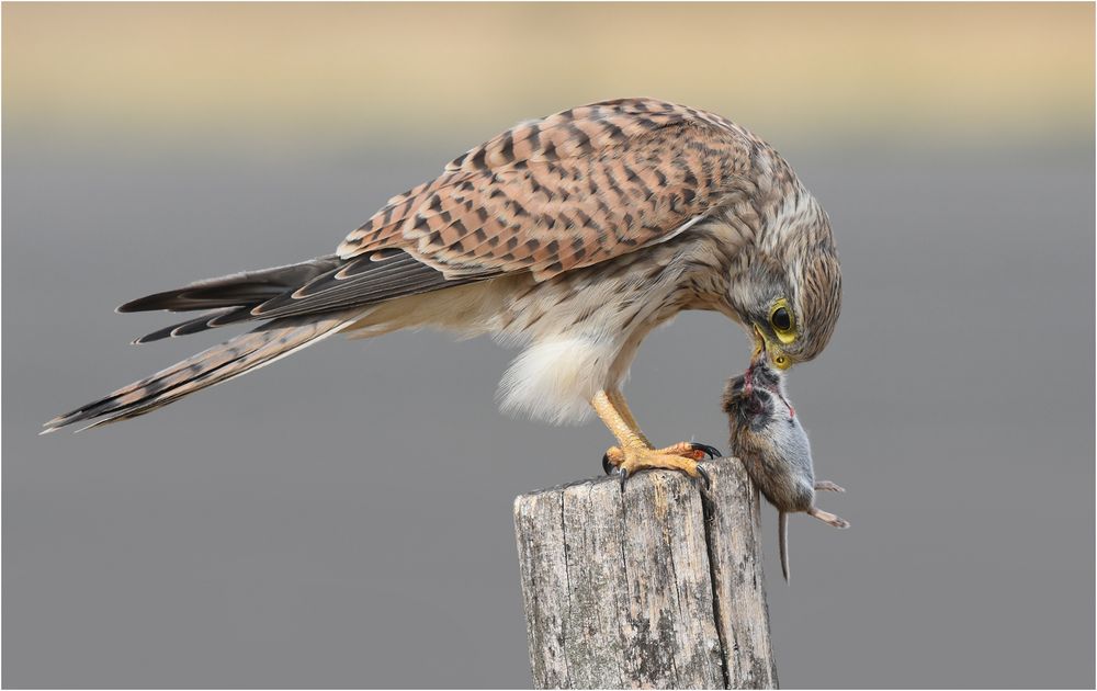 Turmfalke mit Maus