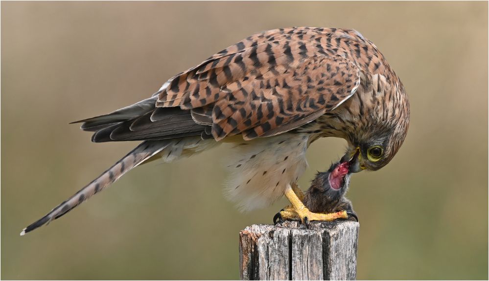 Turmfalke mit Maus