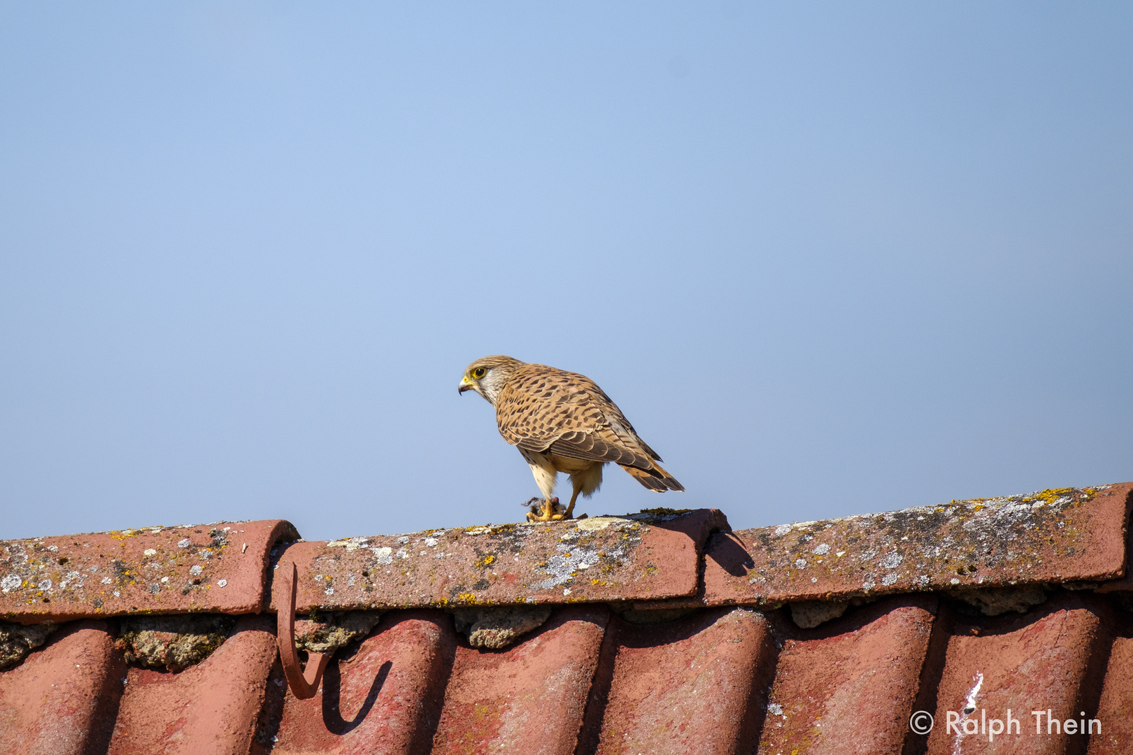 Turmfalke mit Maus