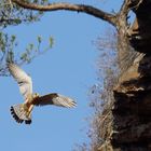 Turmfalke mit Maus