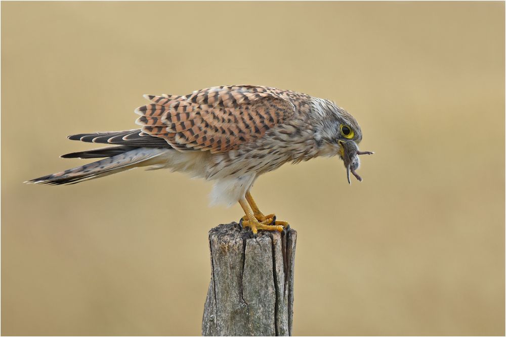 Turmfalke mit Maus