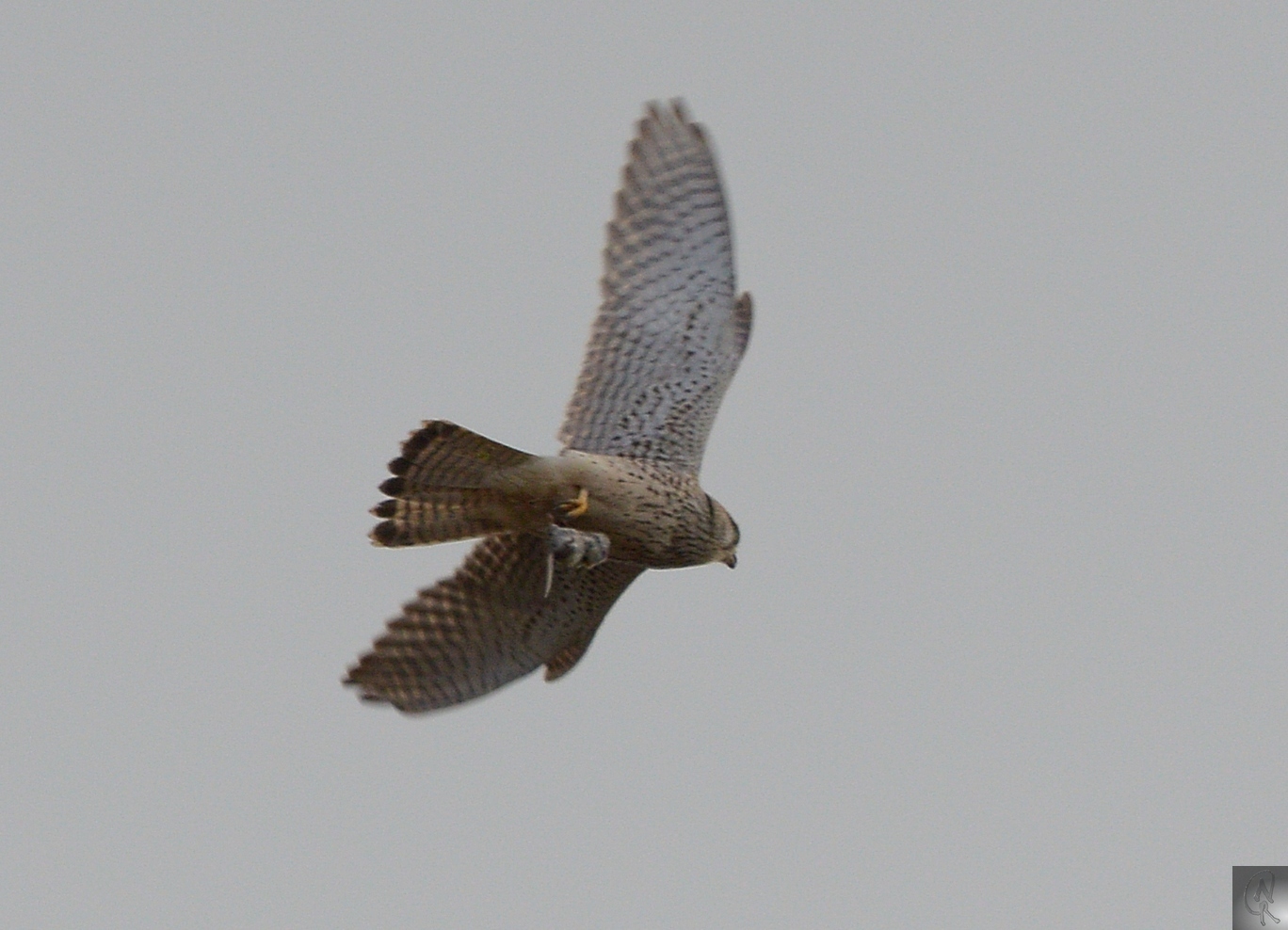 Turmfalke mit Maus