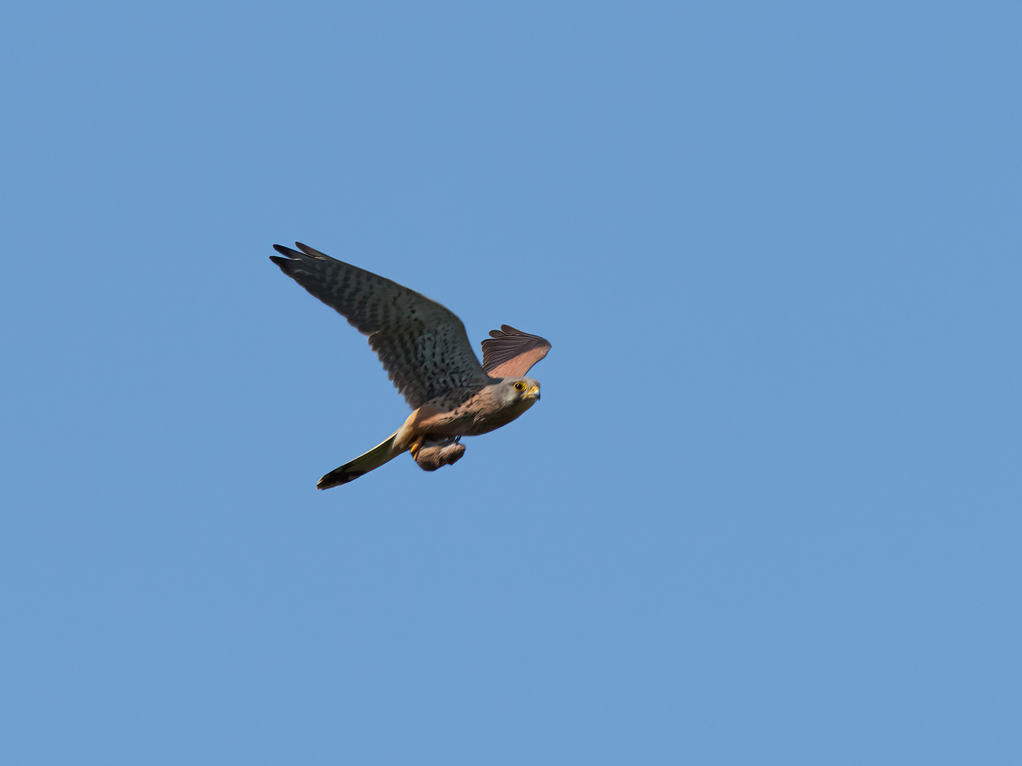 Turmfalke mit Maus