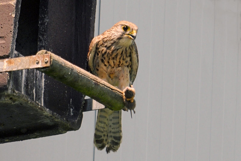 Turmfalke mit Maus