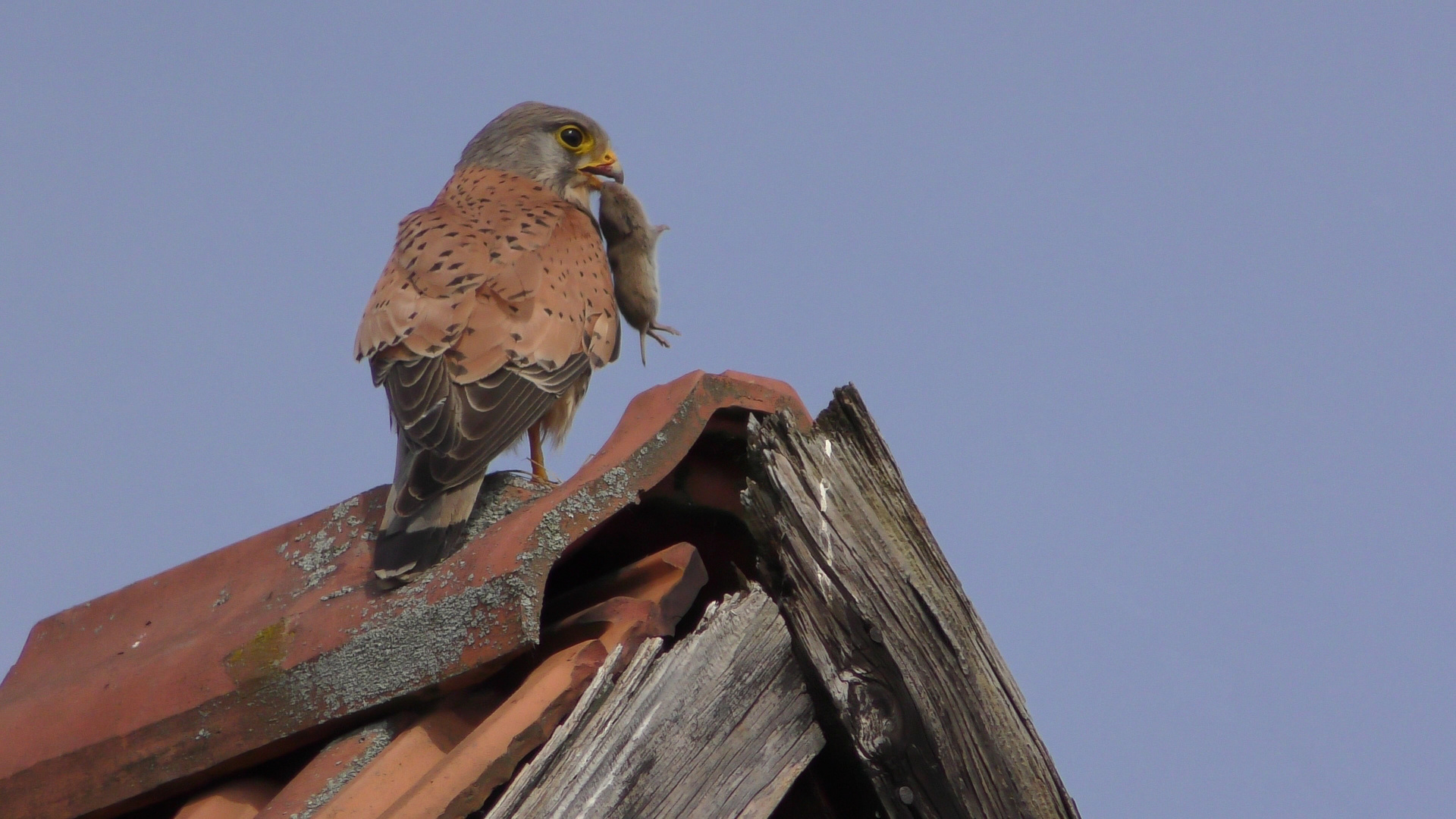 Turmfalke mit Maus