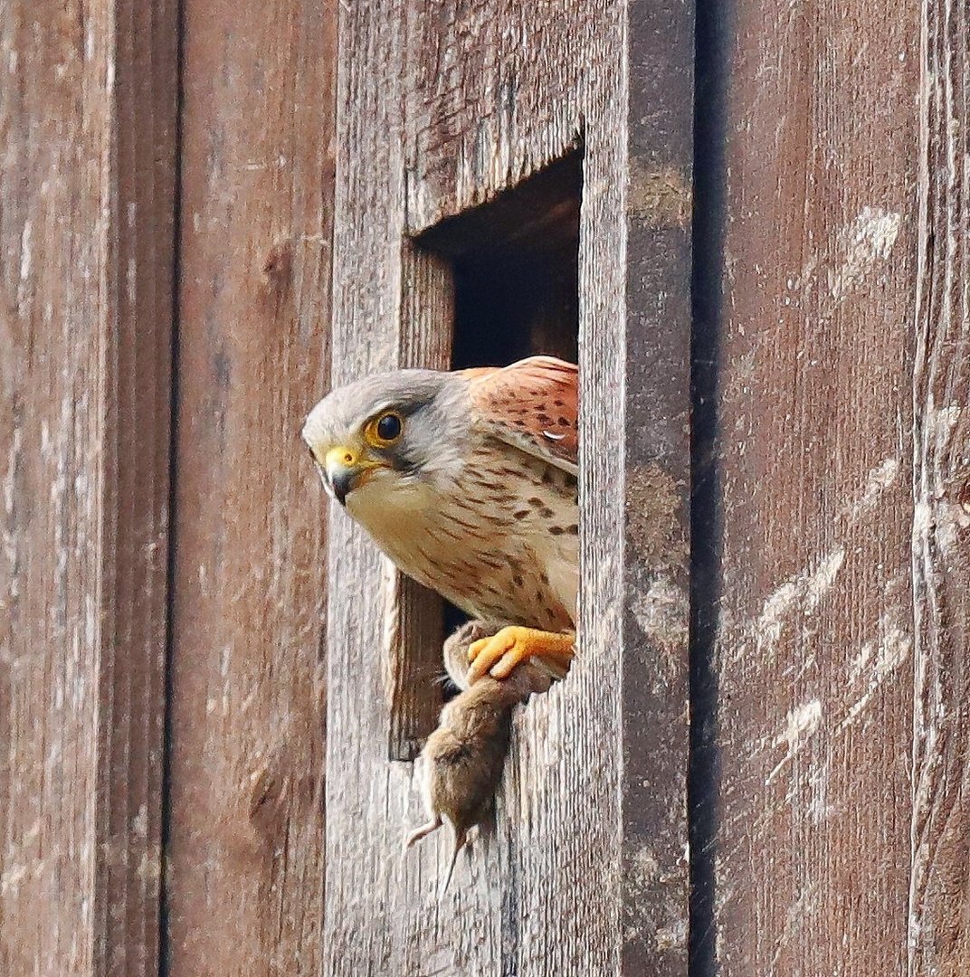 Turmfalke mit Maus