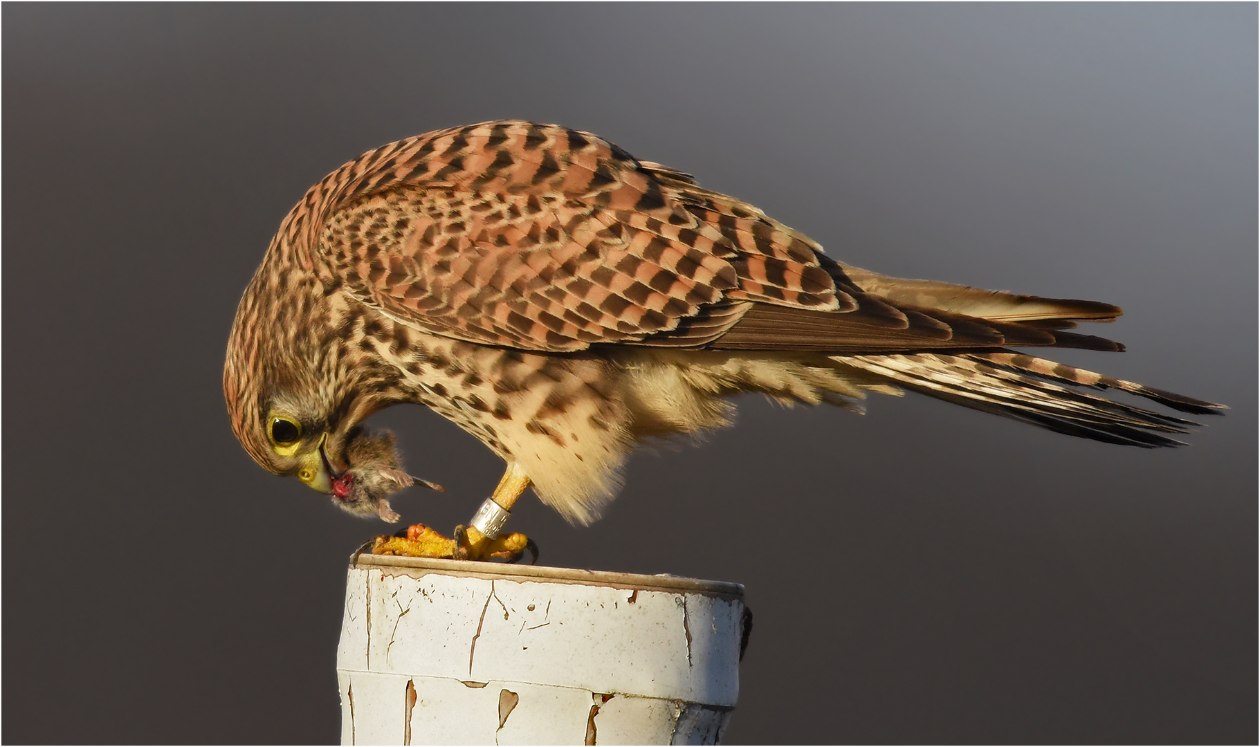 Turmfalke mit Maus