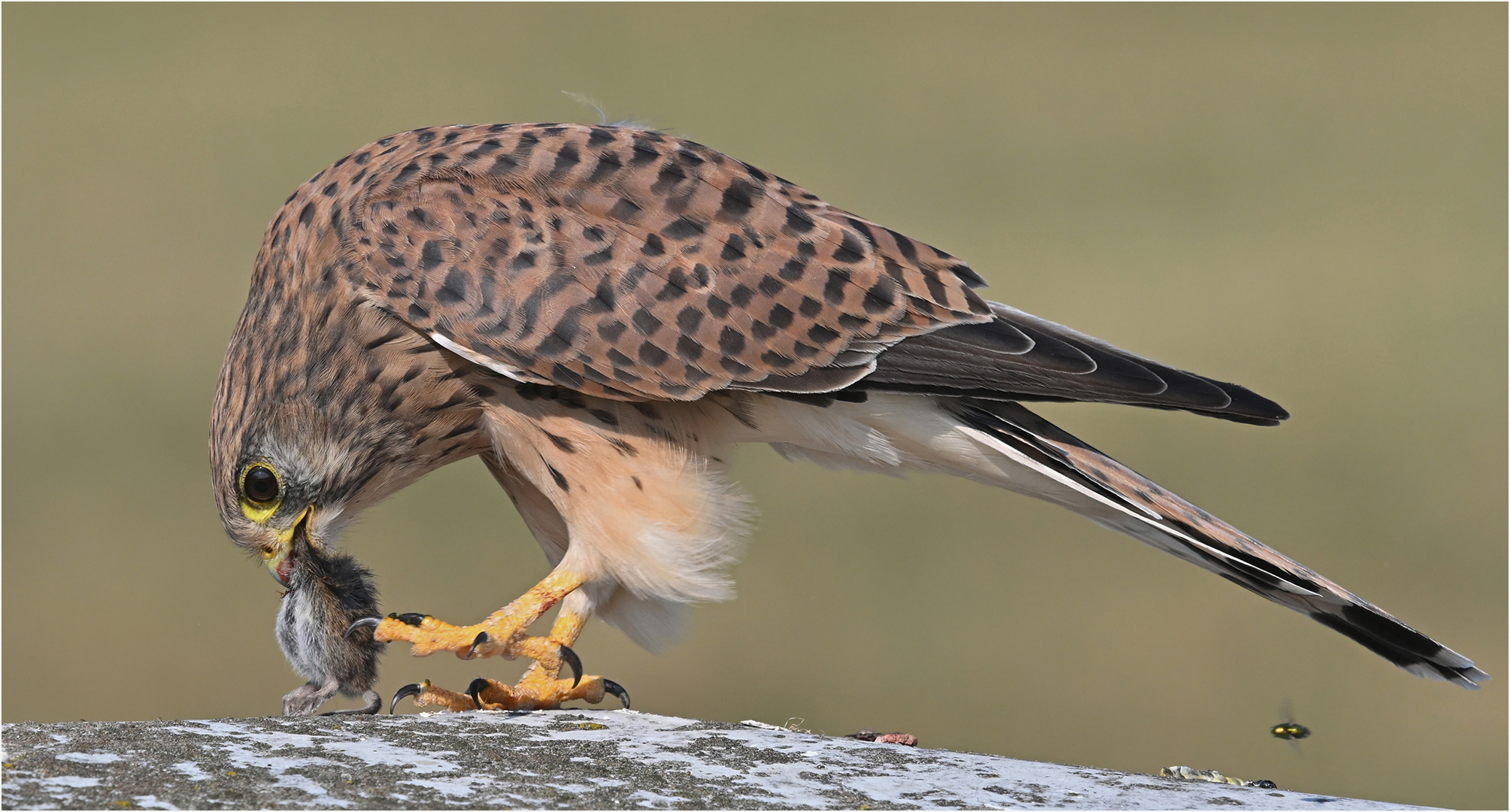 Turmfalke mit Maus