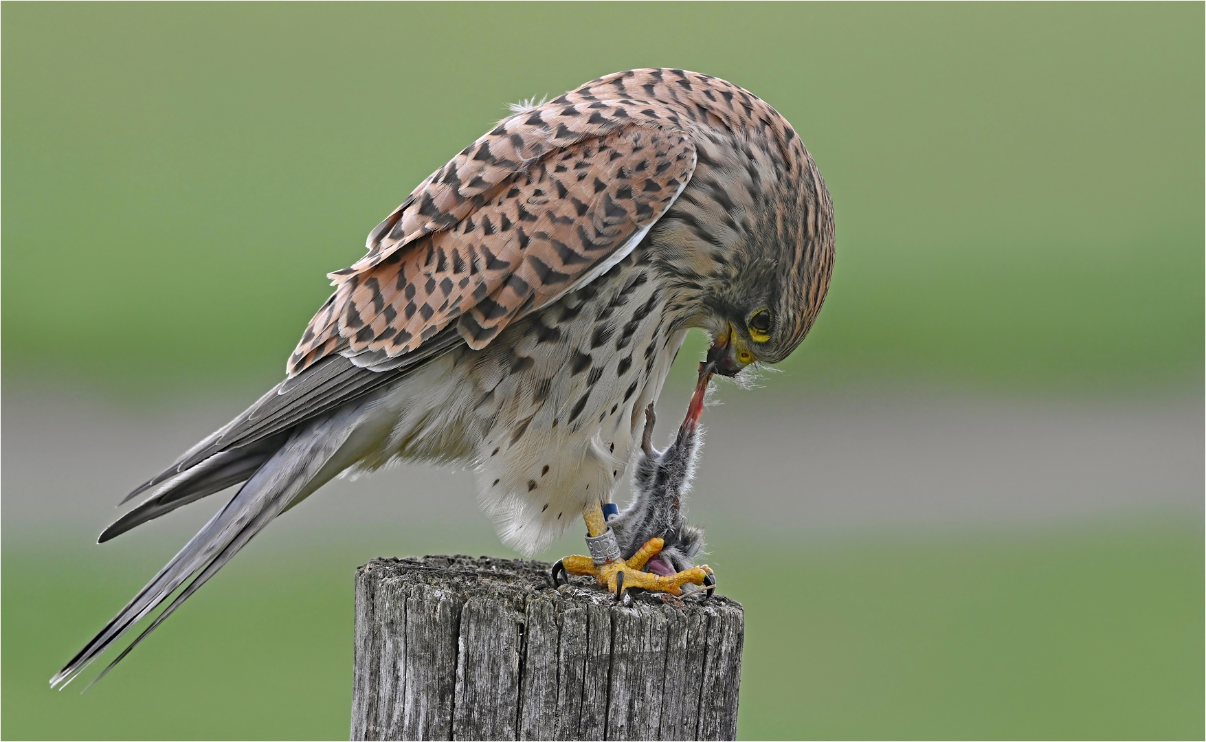 Turmfalke mit Maus