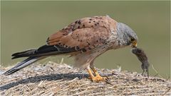 Turmfalke mit Maus