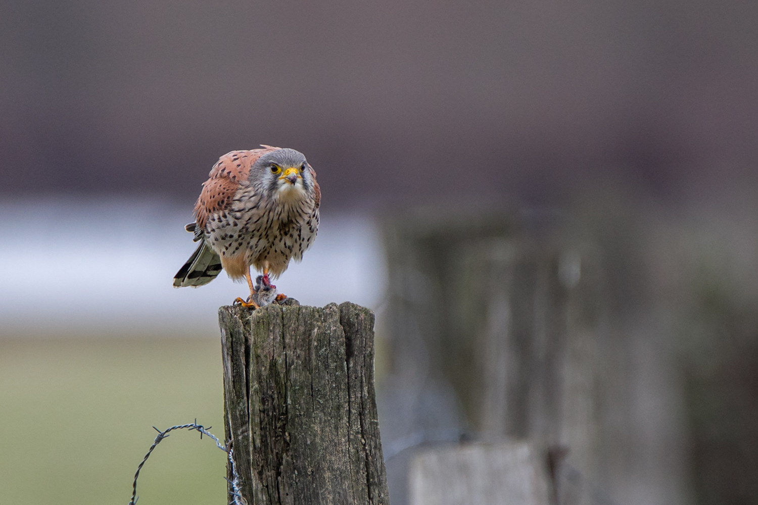 Turmfalke mit Maus