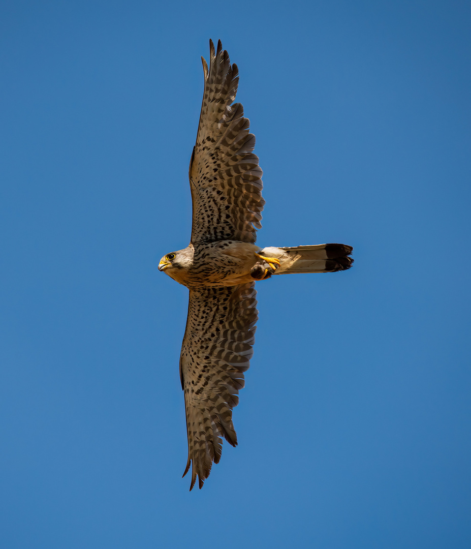 Turmfalke mit Maus