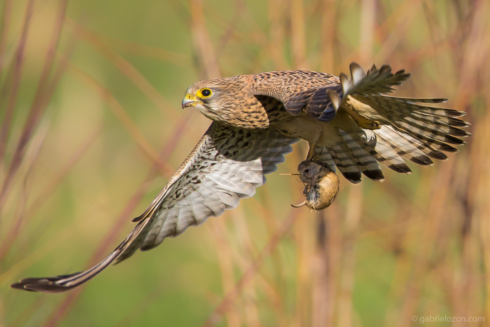 Turmfalke mit Maus