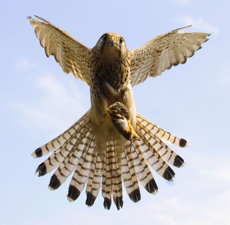 Turmfalke mit Maus auf dem Flug zum Nest