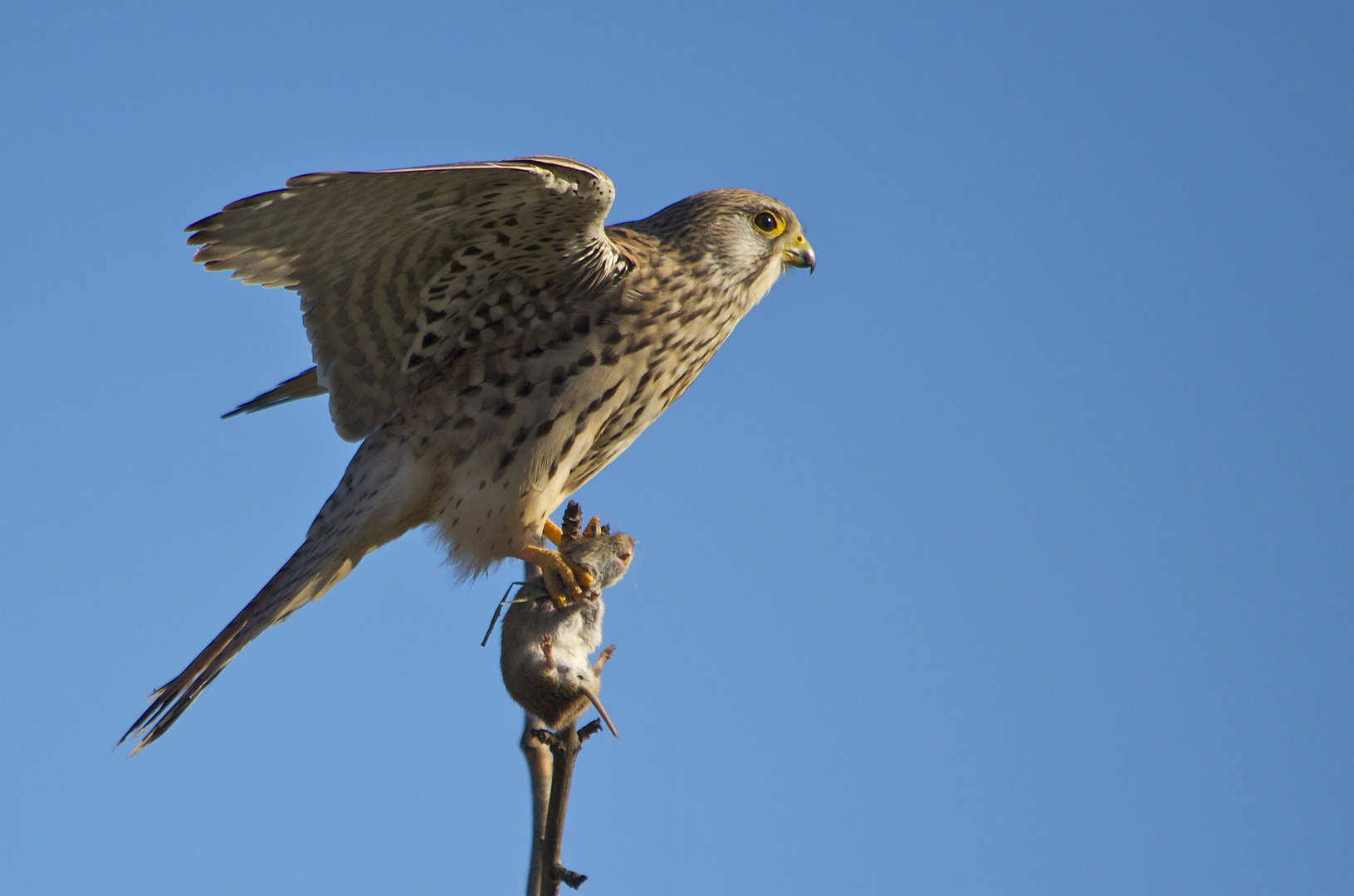 Turmfalke mit Maus