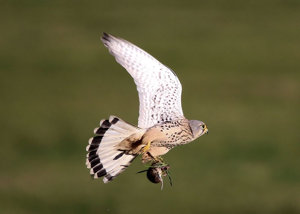 Turmfalke mit Maus Foto &amp; Bild tiere, wildlife, wild