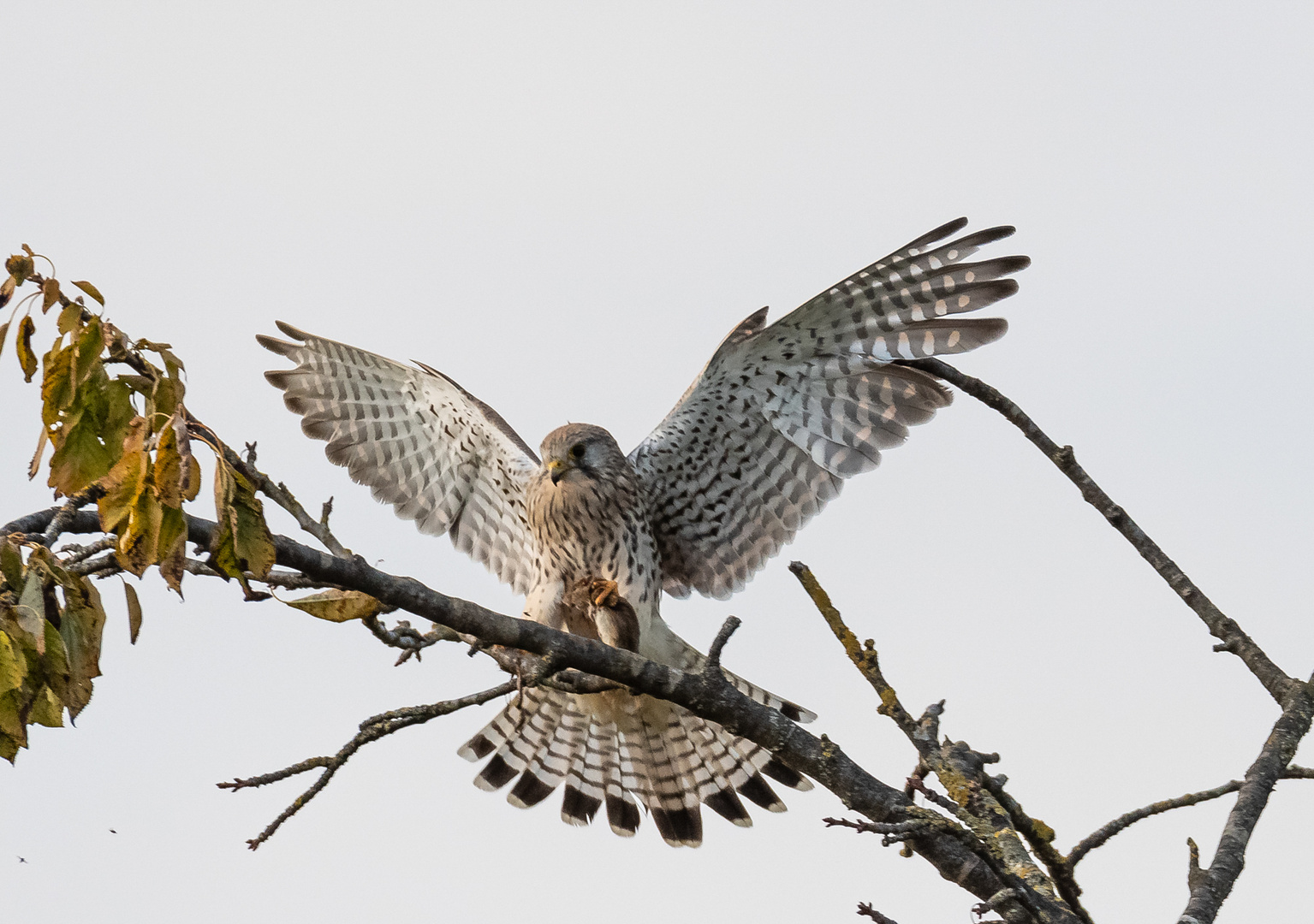 Turmfalke mit Maus bei der Landung