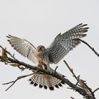 Turmfalke mit Maus bei der Landung