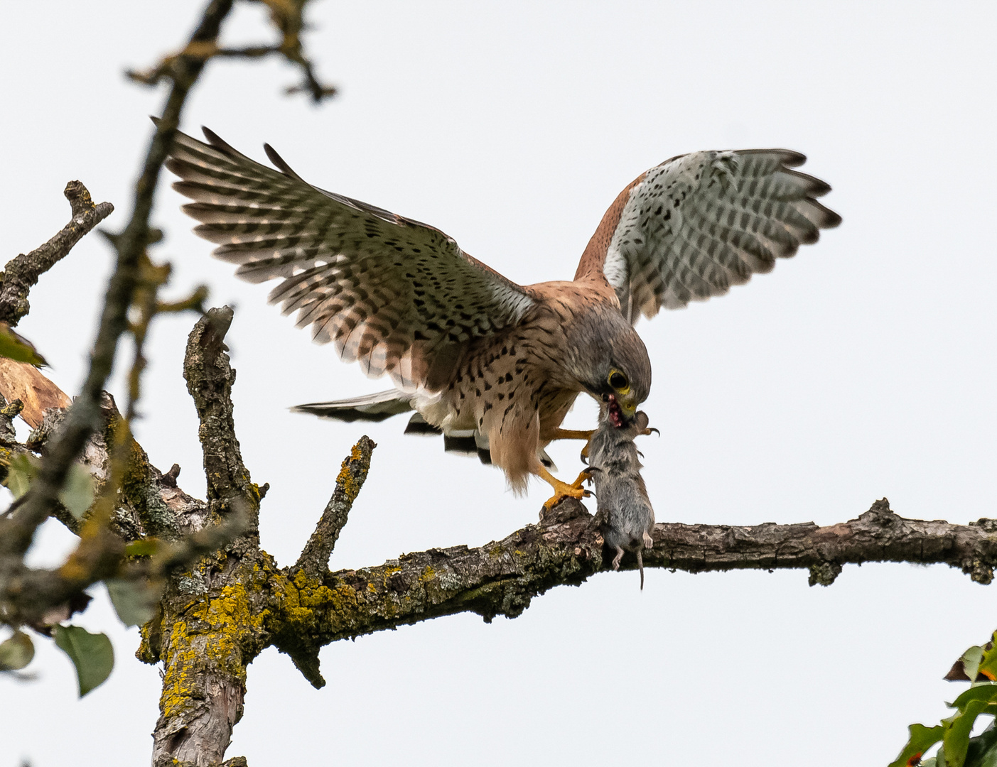 Turmfalke mit Maus bei der Landung