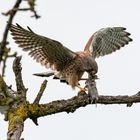 Turmfalke mit Maus bei der Landung