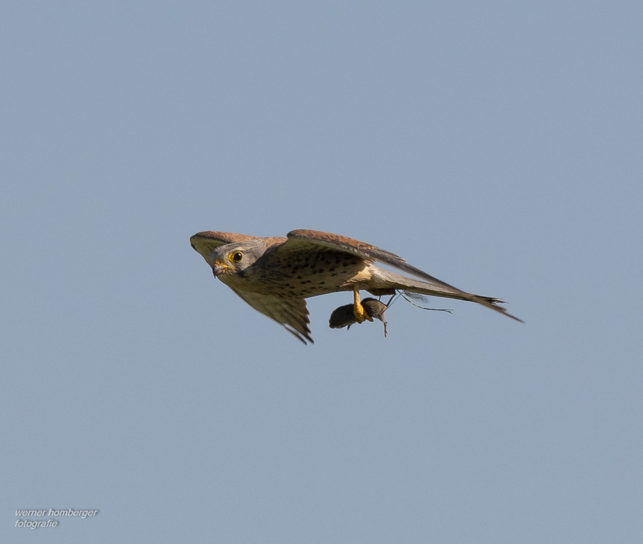 Turmfalke mit Maus