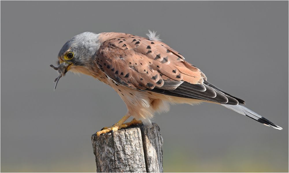 Turmfalke mit Maus