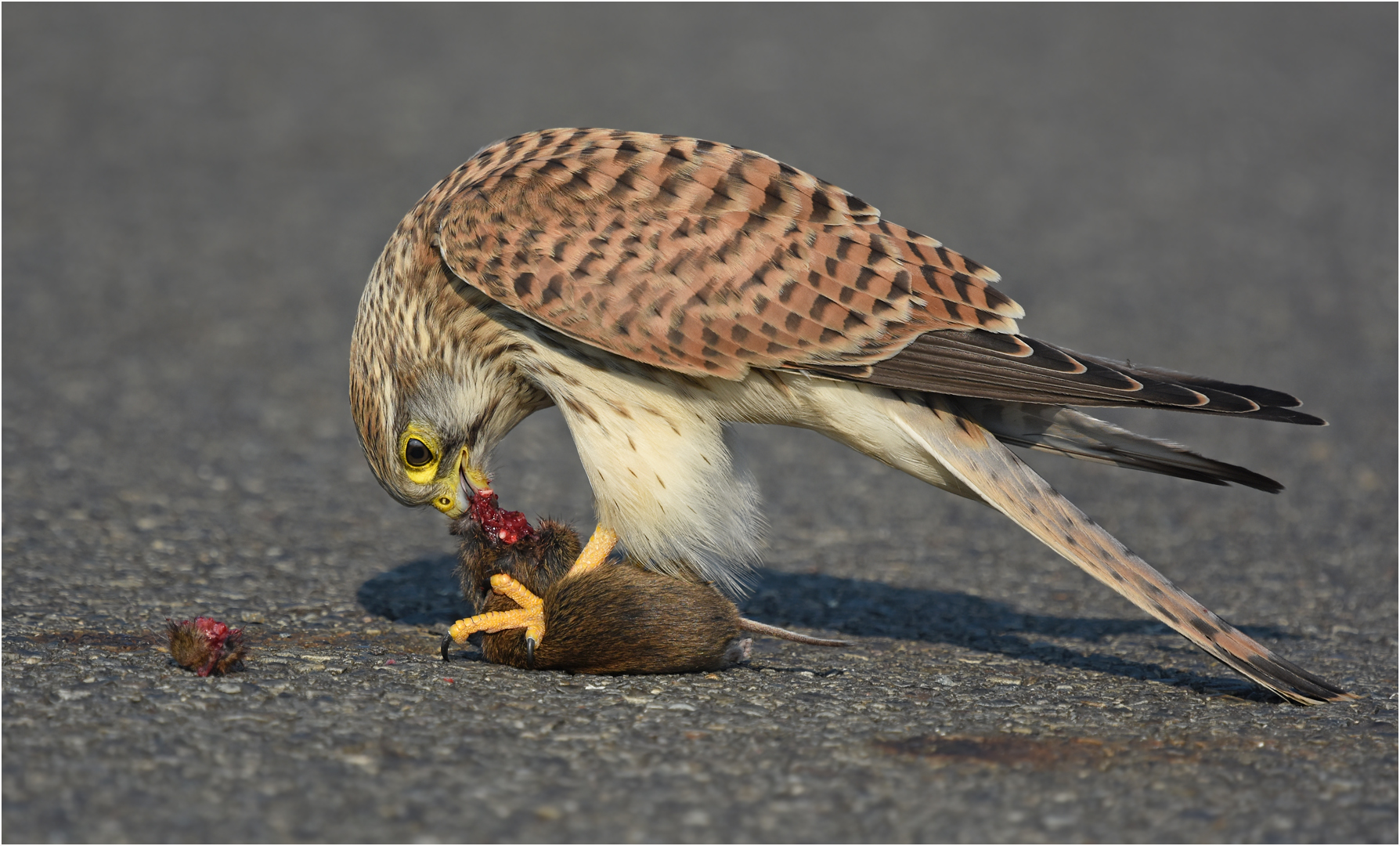 Turmfalke mit Maus