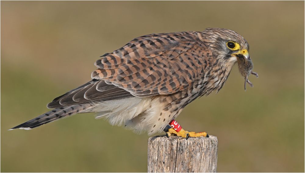 Turmfalke mit Maus