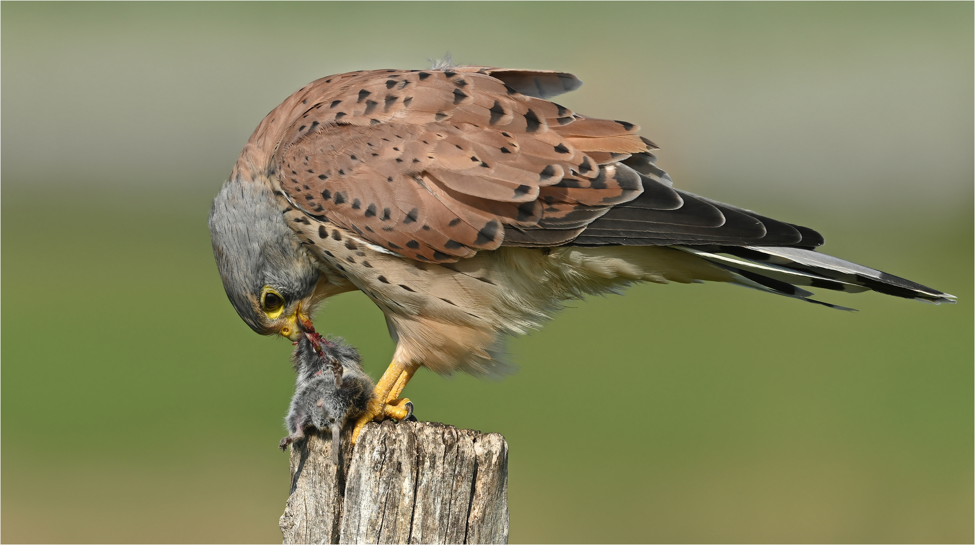 Turmfalke mit Maus