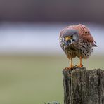 Turmfalke mit Maus im Schnabel