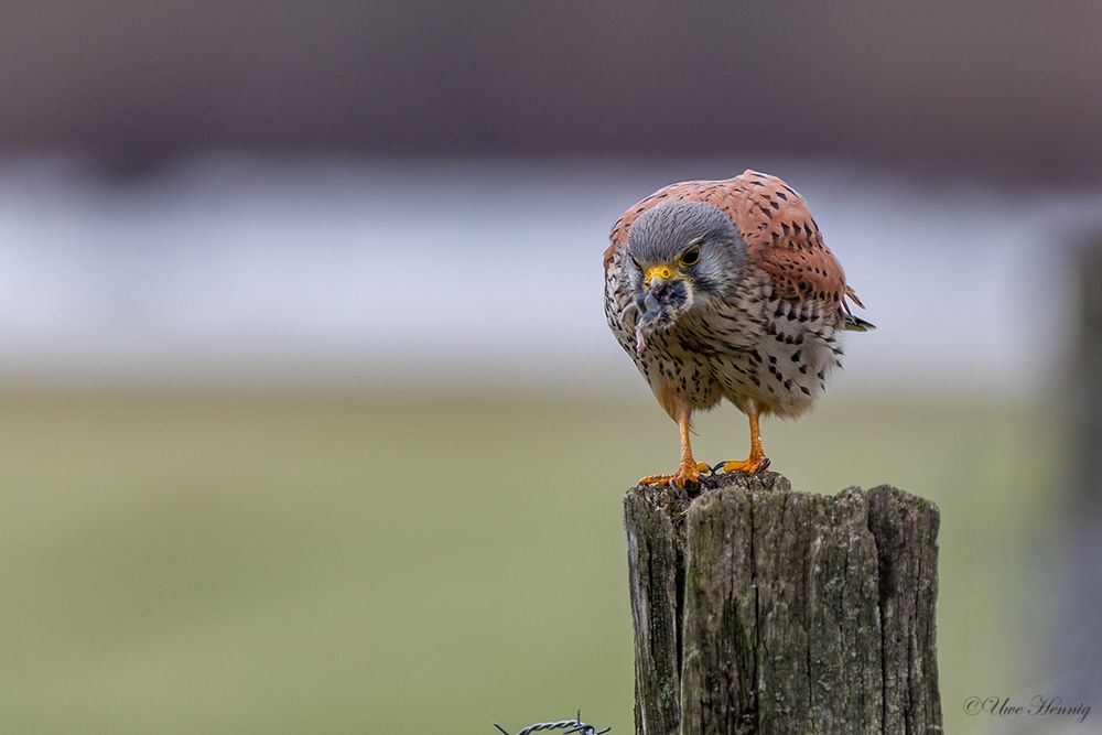 Turmfalke mit Maus im Schnabel Foto &amp; Bild tiere