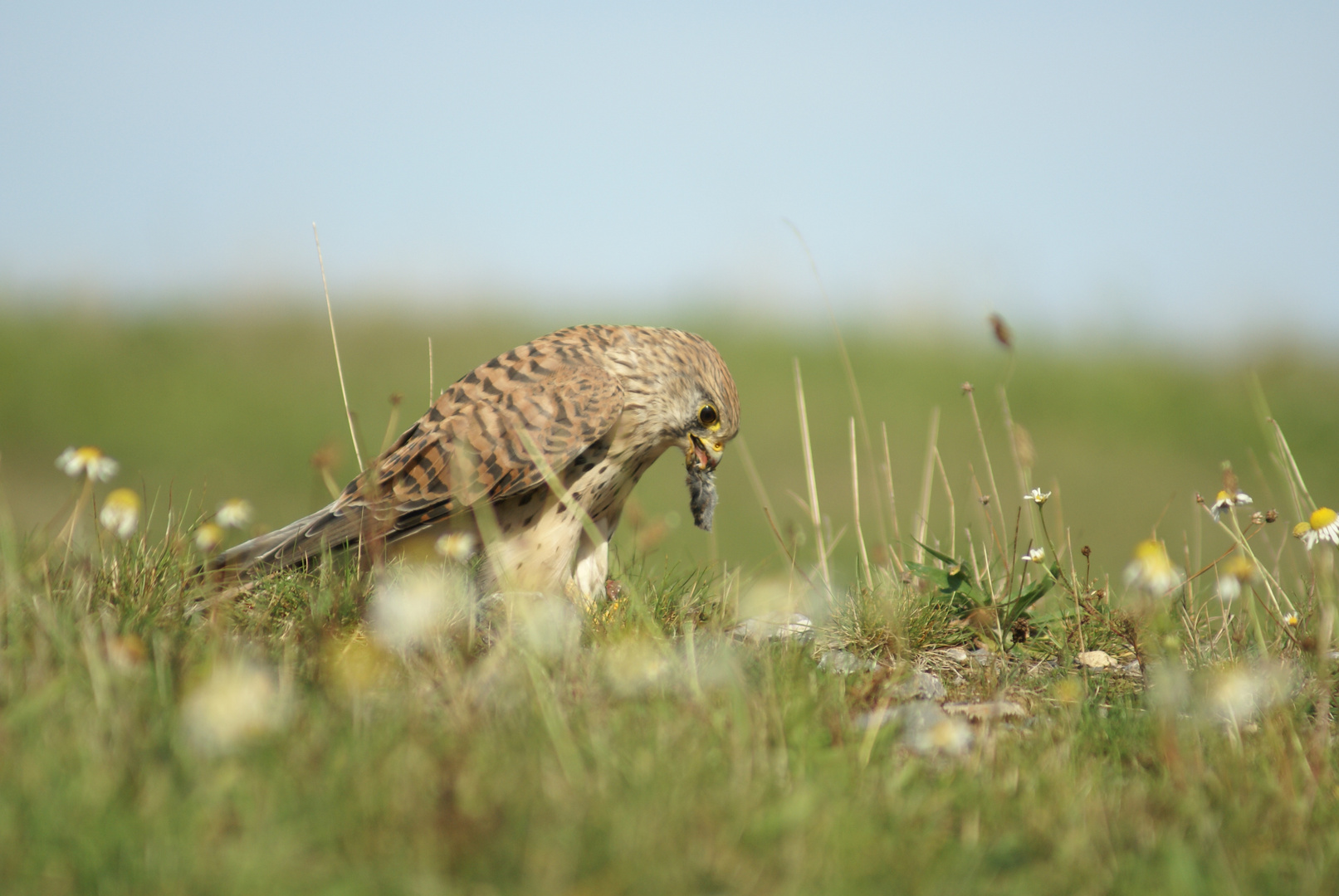 Turmfalke mit Mausresten! 