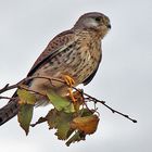 Turmfalke mit original rauschendem HG