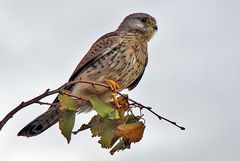 Turmfalke mit original rauschendem HG