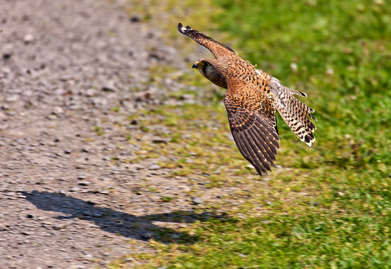 Turmfalke mit Schattenwurf