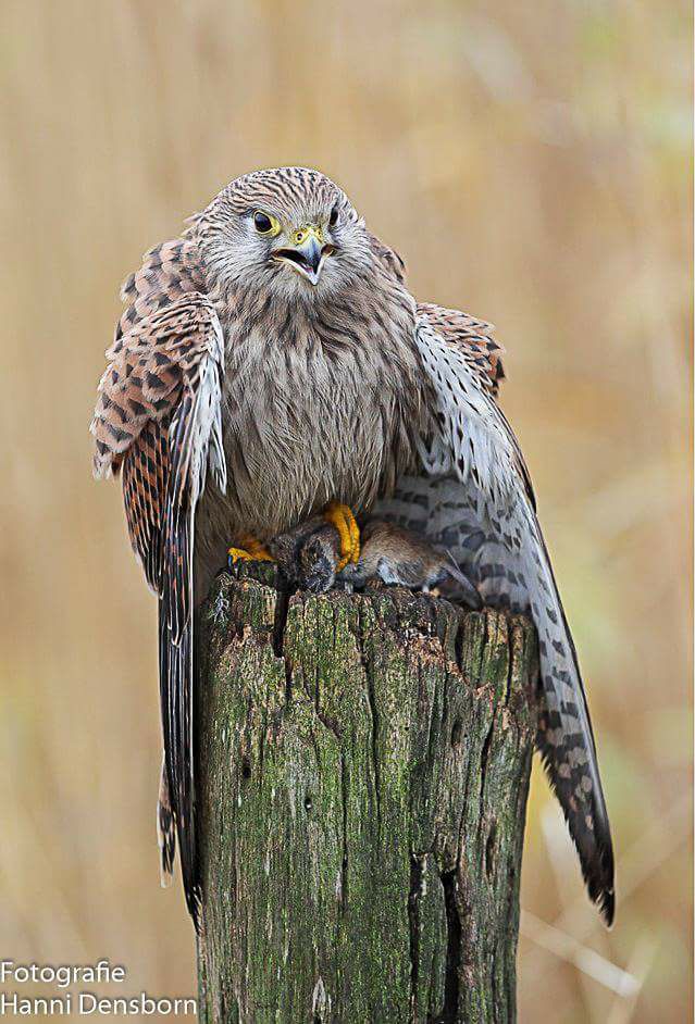 Turmfalke mit seiner Beute