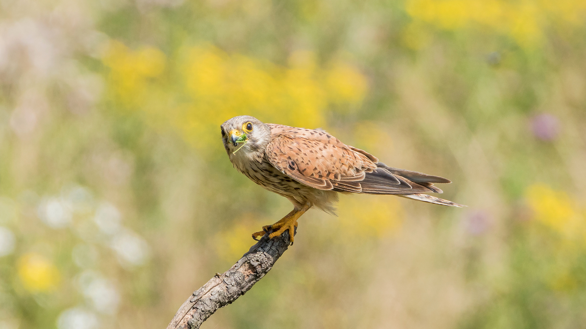 Turmfalke mit Snack