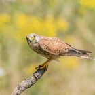 Turmfalke mit Snack