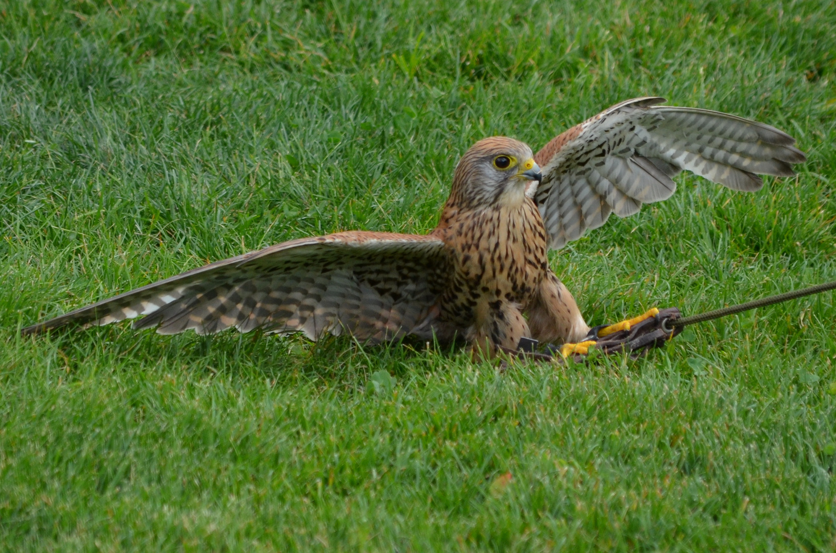 Turmfalke mit Windspiel Greifvogelpark Umhausen